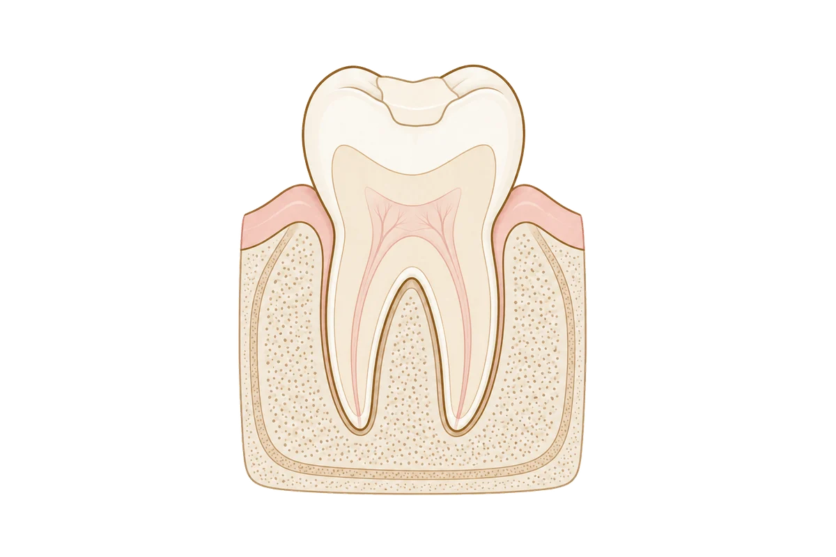 Illustration of a molar in cross-section, showing enamel, dentine and pulp, with a tooth-coloured filling in its biting surface